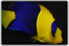 Bicolor Angelfish